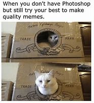 Image result for Fresh Cat Memes