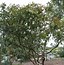 Image result for Cherry Guava Tree