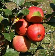 Image result for Macoun Apple Tree