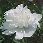 Image result for Paeonia lactiflora Duchesse de Nemours