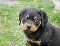 Image result for Chien Rottweiler