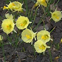 Image result for Narcissus romieuxii Julia Jane