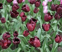 Image result for Tulipa Continental