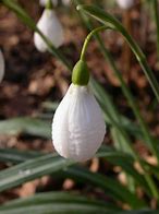 Image result for Galanthus plicatus Diggory
