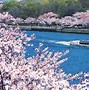 Image result for Osaka in Spring