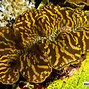 Image result for Living Clam