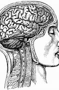 Image result for Head with Brain Drawing Book