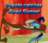 Image result for Coyote Catch Road Runner
