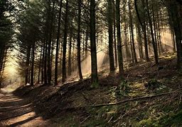 Image result for Computer Backgrounds Woods