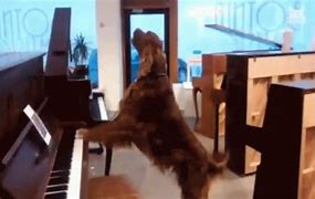 Image result for Dog Playing Piano Meme