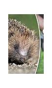 Image result for Hedgehog in Habitat