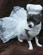 Image result for Dog in Wedding Dress