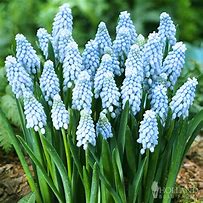 Image result for Muscari Baby Breath