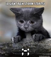 Image result for Storm Cat Meme