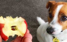 Image result for Eating Apple Core