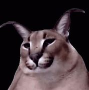 Image result for Cool Floppa Cat Meme Sunglasses