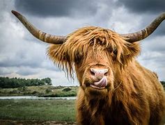 Image result for Cow Breeds Pictures