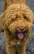 Image result for Cool Dog Breeds