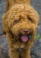 Image result for Cool Dog Breeds