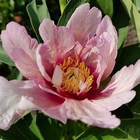Image result for Paeonia itoh Sonoma Blessing