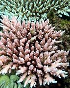 Image result for Coral Pink Color