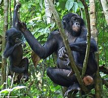 Image result for Female Bonobo Estrus