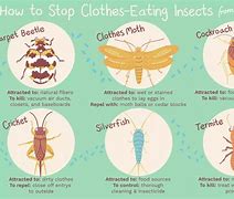 Image result for Bugs That Eat Clothes