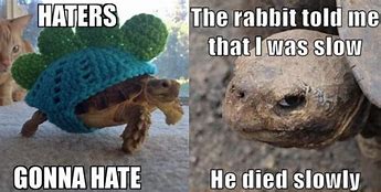 Image result for Turtle Love Meme