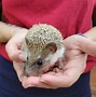 Image result for Mini Hedgehog Pet