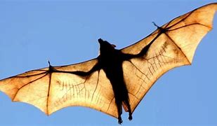 Image result for Flying Wolf Bat