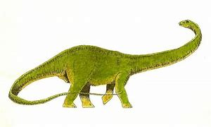Image result for Diplodocus Dinosaur
