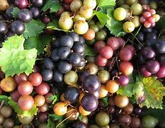 Image result for Muscadine Grape Varieties