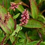 Image result for Persicaria amplexicaulis Inverleith