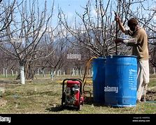 Image result for Apple Spray Images Kashmir