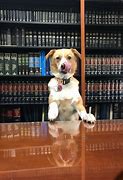 Image result for Dog Lawyer