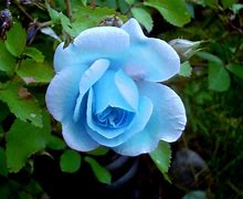 Image result for Baby Blue Roses