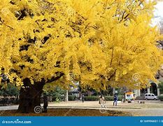 Image result for Tree at Tokyo University