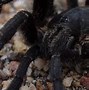 Image result for African Huntsman Spider