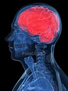 Image result for A Real Human Brain