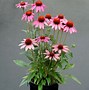 Image result for Echinacea purpurea Heavenly Dream ®