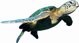 Image result for Flying Sea Turtle Art