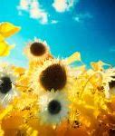 Image result for Sunshine and Flowers Scenery