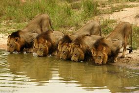 Image result for Lion Pride Africa