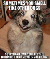 Image result for Funny Crazy Dog Memes