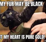 Image result for Jealous Black Cat Meme
