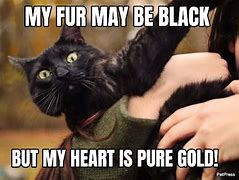 Image result for Funny Black Cat Halloween Memes