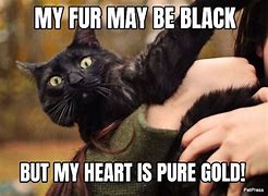 Image result for Black Cat Haa Meme