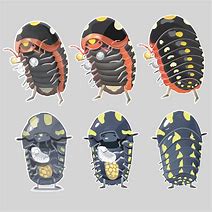 Image result for Isopod Art