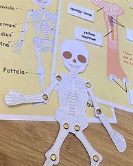 Image result for Human Skeleton Anatomy Activity
