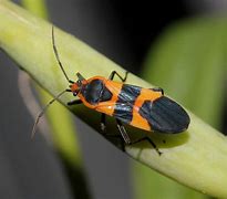 Image result for Red Bugs in Yard
